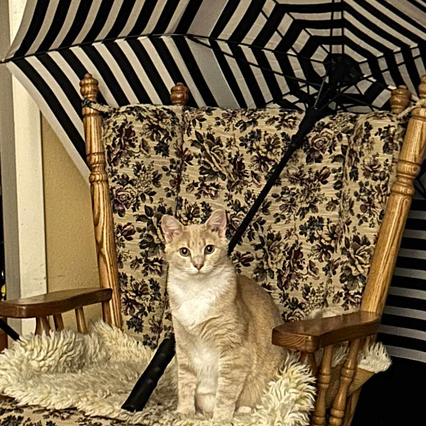 Elfie joined the competition — help win amazing prizes! animal, blanket, cat, cozy, cream_colored, curious, cushion, decor, floral_pattern, furniture, furry, indoor, pet, portrait, relaxed, rocking_chair, sitting, striped, umbrella, wood