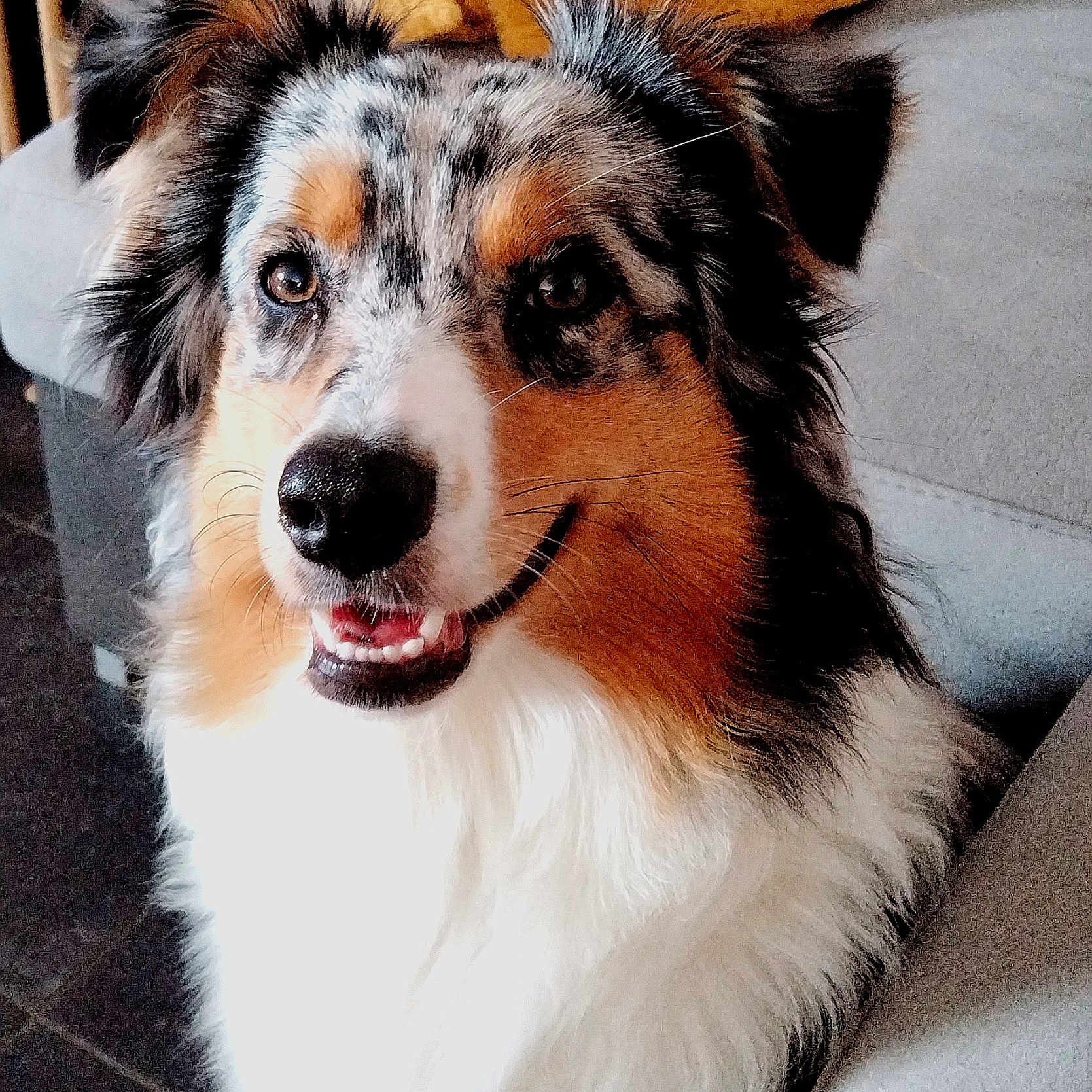 Valka participe au concours pour gagner de l'argent avec cette photo : animal, australian_shepherd, canine, closeup, companion, couch, dog, ears, eyes, friendly, fur, happy, household, indoor, nose, pet, portrait, sitting, smiling, tricolor