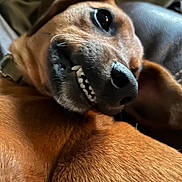 Harleyquinn joined the competition — help win amazing prizes! animal, brown_dog, canine, close_up, collar, couch, cute, dog, ears, expression, fur, grin, indoor, lying_down, nose, pet, snarl, soft_focus, teeth, whiskers