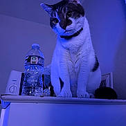 Charlie joined the competition — help win amazing prizes! cat, pet, animal, indoor, water_bottle, furniture, ledges, white_fur, striped_fur, collar, curious, sitting, blue_light, wall, household_item, domestic, portrait, whiskers, ears, paw