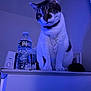 cat, pet, animal, indoor, water_bottle, furniture, ledges, white_fur, striped_fur, collar, curious, sitting, blue_light, wall, household_item, domestic, portrait, whiskers, ears, paw