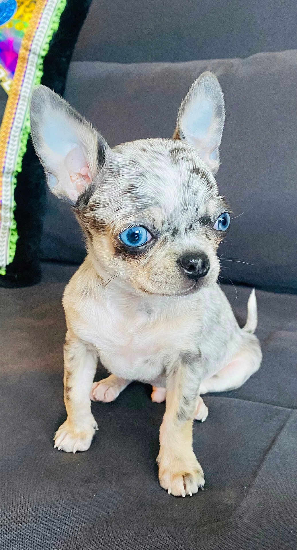 Bleu