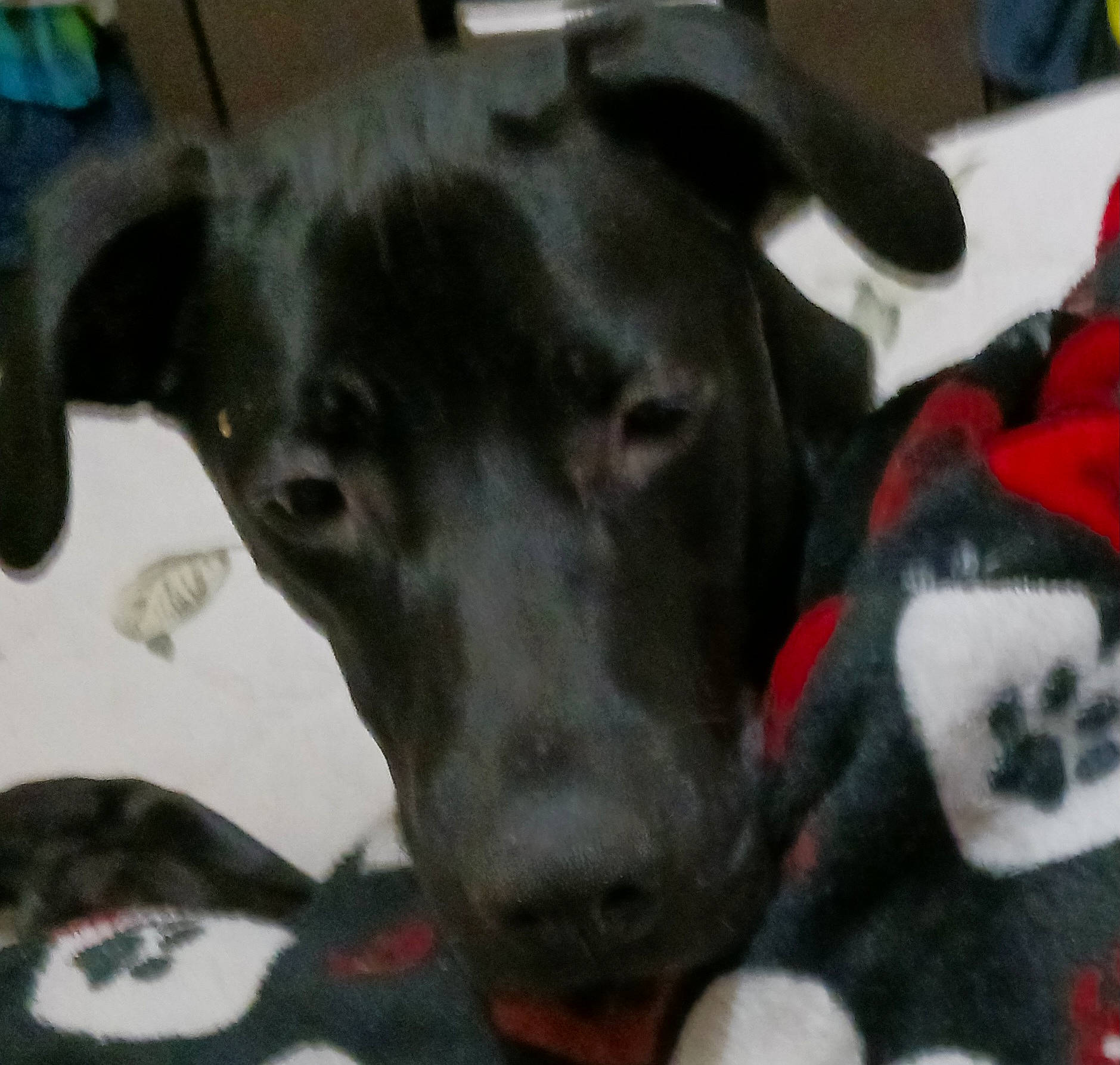 Ripley is registered to the contest to win money with this photo: borador, canidae, carnivore, collar, comfort, companion_dog, dog, dog_breed, dog_collar, dog_supply, fur, guard_dog, labrador_retriever, non_sporting_group, pet_supply, puppy, snout, sporting_group, whiskers, working_animal