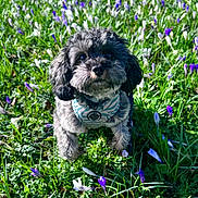 Gus joined the competition — help win amazing prizes! dog, grass, flowers, purple_flowers, white_flowers, pet, outdoor, nature, greenery, curly_fur, canine, leash, harness, spring, sunlight, close_up, animal, cute, small_dog, field