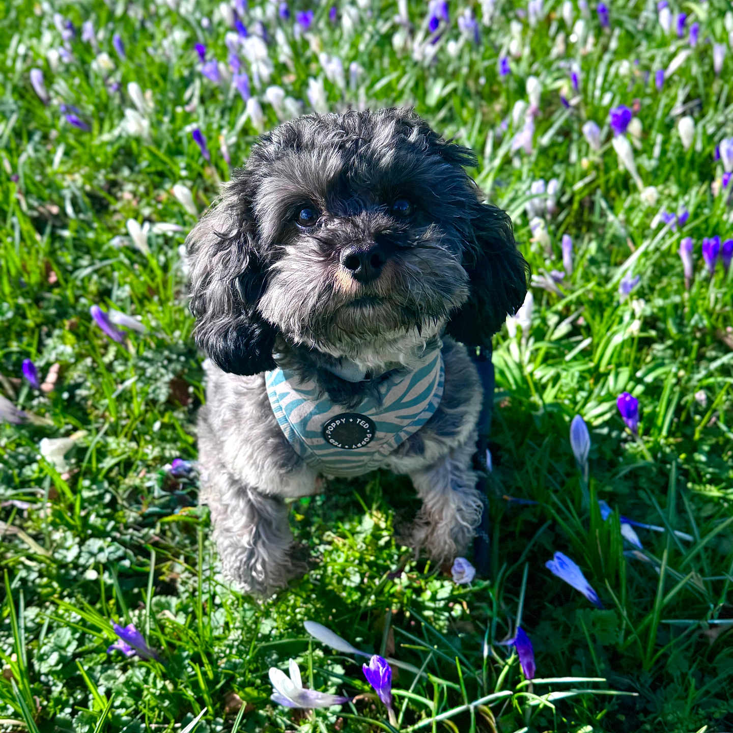Gus joined the competition — help win amazing prizes! animal, canine, close_up, curly_fur, cute, dog, field, flowers, grass, greenery, harness, leash, nature, outdoor, pet, purple_flowers, small_dog, spring, sunlight, white_flowers