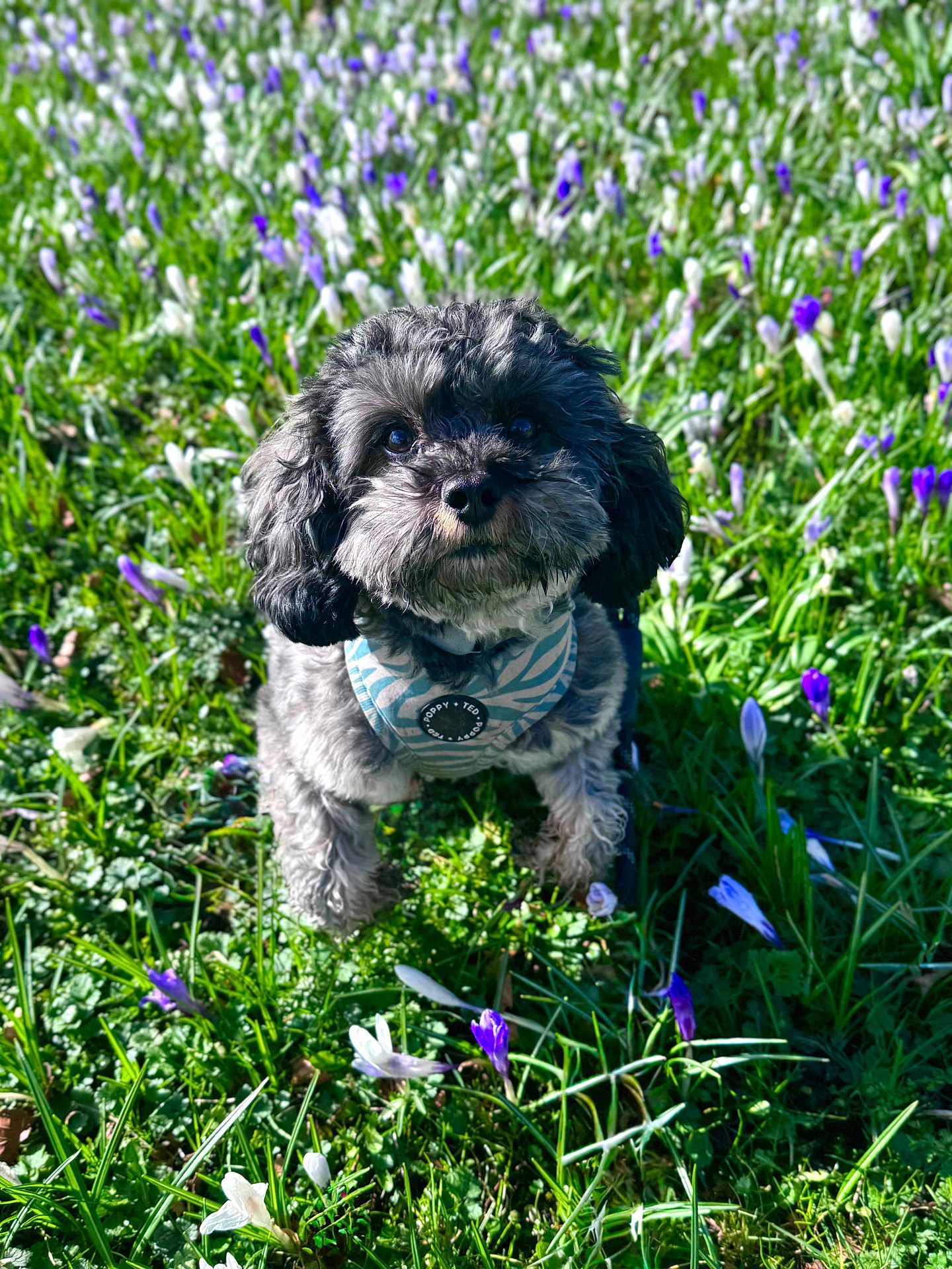 Gus joined the competition — help win amazing prizes! dog, grass, flowers, purple_flowers, white_flowers, pet, outdoor, nature, greenery, curly_fur, canine, leash, harness, spring, sunlight, close_up, animal, cute, small_dog, field