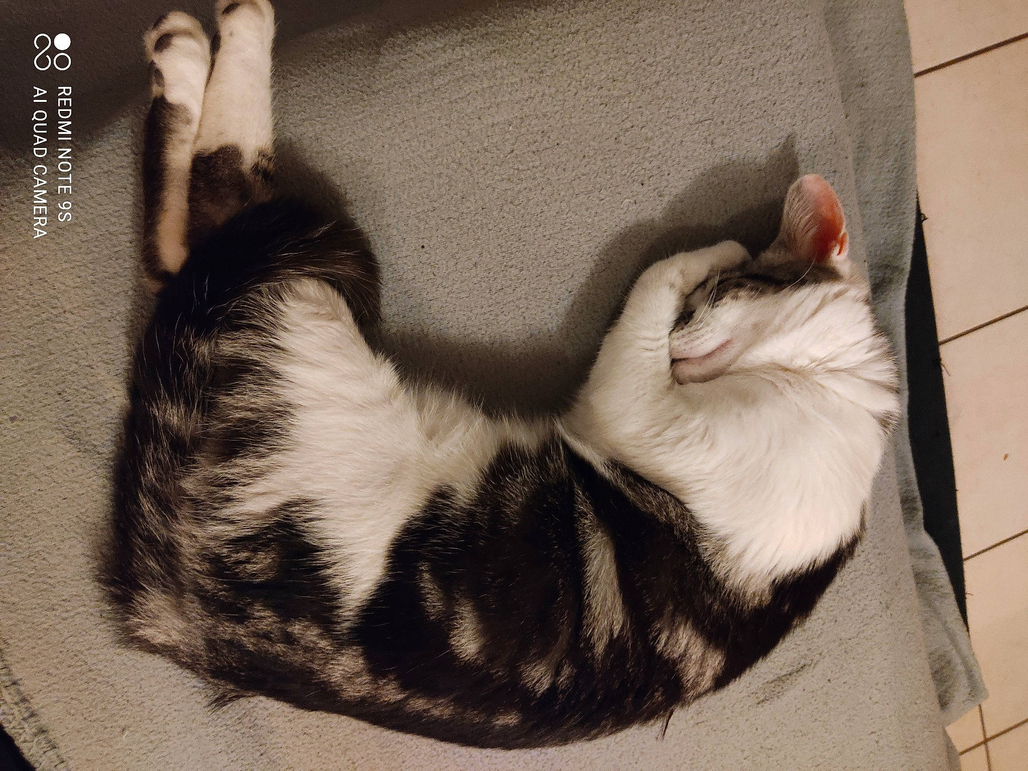 Rio participe au concours pour gagner de l'argent avec cette photo : carnivore, cat, claw, comfort, domestic_short_haired_cat, fawn, felidae, foot, fur, mammal, monochrome, monochrome_photography, nap, paw, small_to_medium_sized_cats, snout, tail, whiskers, window, wood