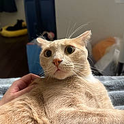 Milo is registered to the contest to win money with this photo: cat, beige_cat, pet, indoor, hand, fur, whiskers, wide_eyes, relaxed, bed, blanket, room, furniture, animal, cozy, resting, soft_light, domestic, cute, portrait