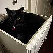 Precious joined the competition — help win amazing prizes! black_cat, cat, drawer, furniture, yellow_eyes, indoor, pet, curious, relaxed, collar, metal_knob, white_drawer, cabinet, dark_fur, domestic_cat, household, wooden_floor, closeup, animal, resting