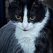 Luna joined the competition — help win amazing prizes! alert, animal, black_and_white, cat, close_up, cute, domestic_cat, face, feline, focused, fur, indoor, looking, mammal, pet, portrait, soft_texture, whiskers, whiskers_visible, yellow_eyes