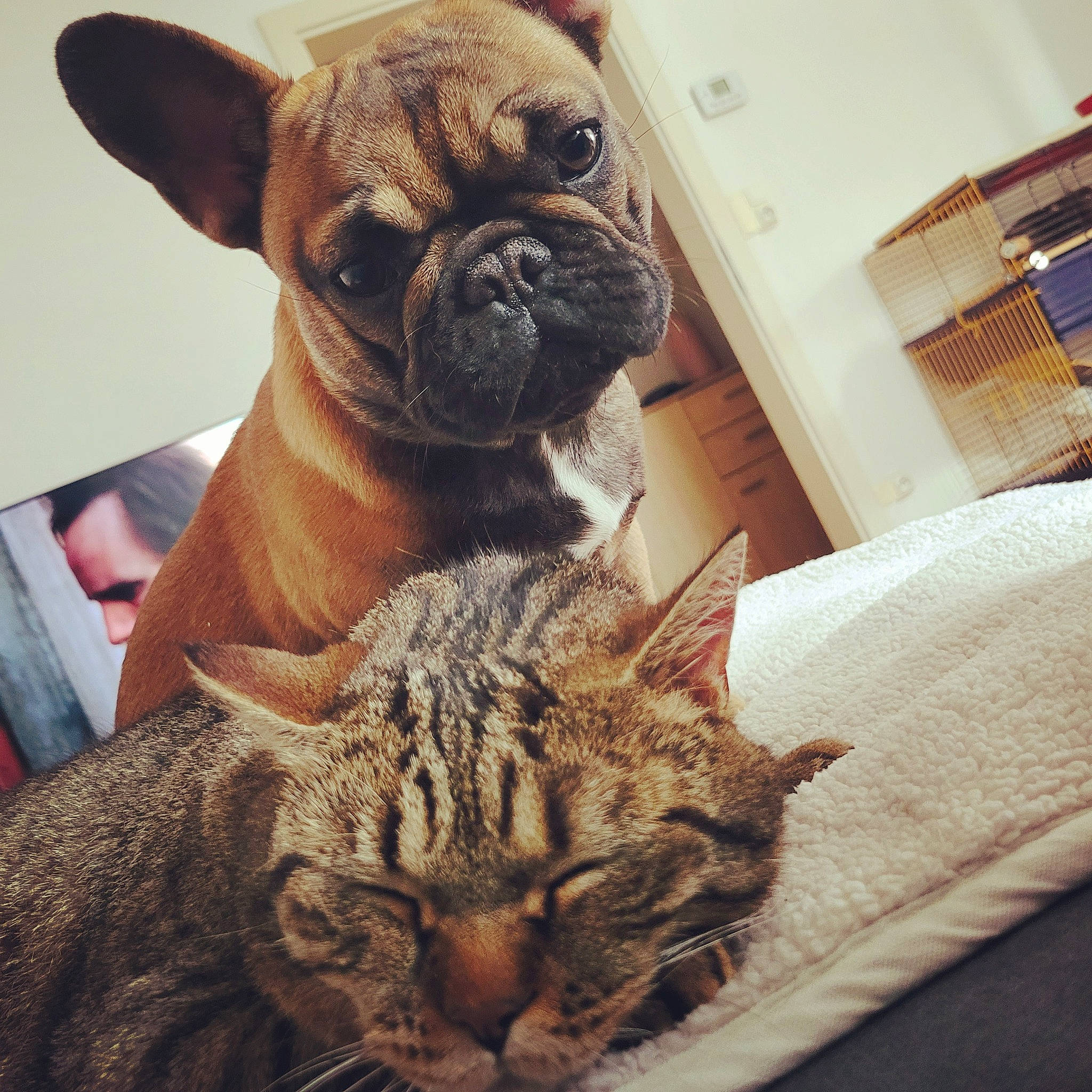 Talia a rejoint le concours — aidez-le/la à gagner de superbes lots ! bulldog, carnivore, cat, comfort, companion_dog, dog, dog_breed, ear, fawn, felidae, mammal, pug, snapshot, snout, terrestrial_animal, toy_dog, vertebrate, whiskers, working_animal, wrinkle