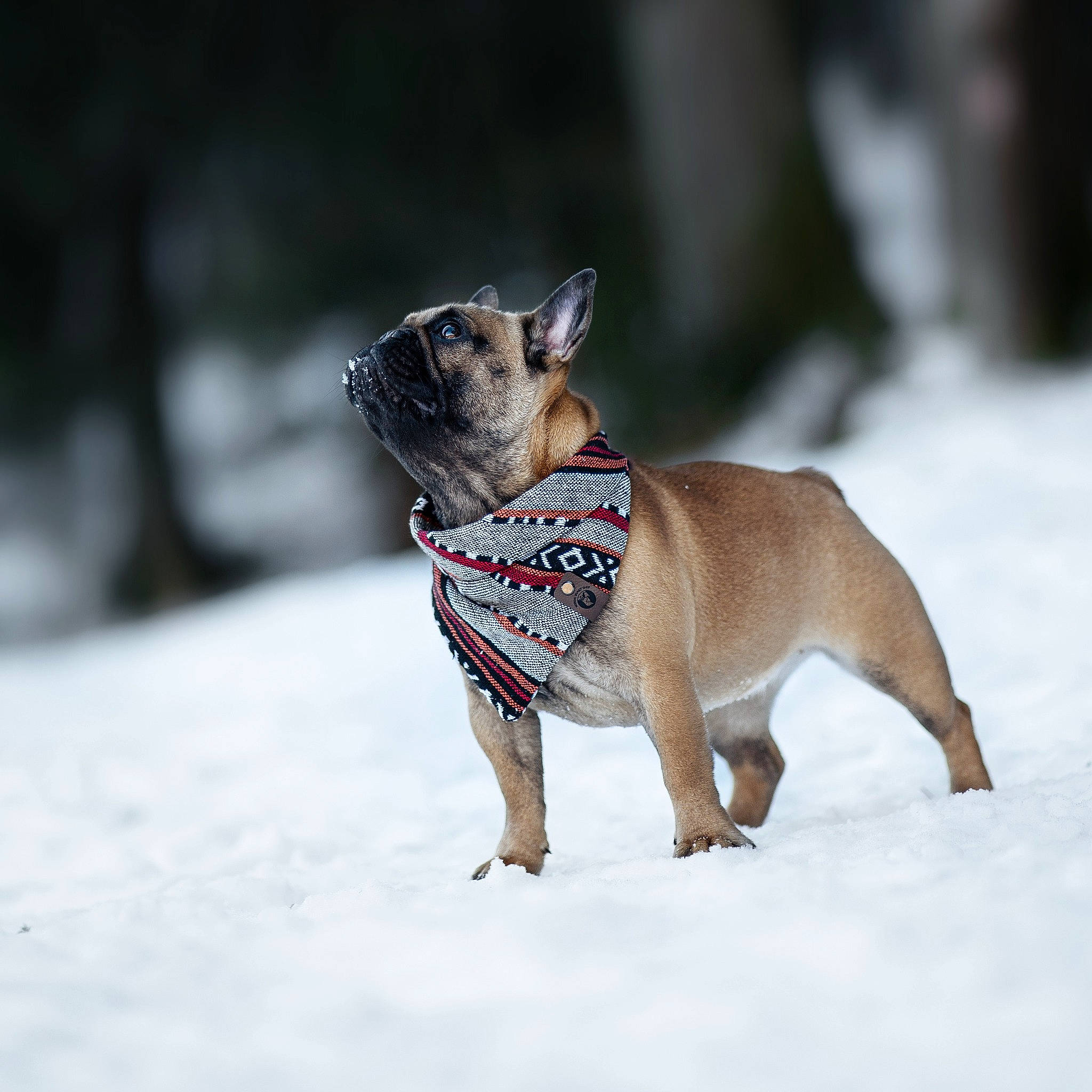Talia participe au concours pour gagner de l'argent avec cette photo : canidae, carnivore, collar, companion_dog, dog, dog_breed, dog_clothes, dog_collar, dog_supply, fawn, fur, leash, pet_supply, snout, snow, sporting_group, tail, winter, working_animal, working_dog