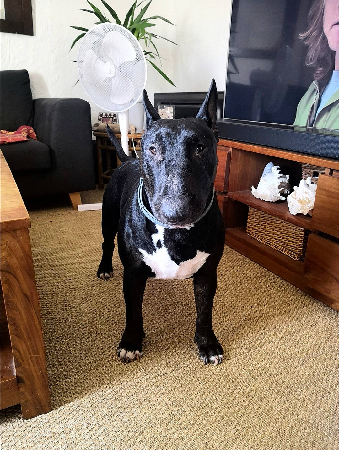 Minos participe au concours pour gagner de l'argent avec cette photo : american_pit_bull_terrier, american_staffordshire_terrier, boston_terrier, canidae, carnivore, companion_dog, dog, dog_breed, fawn, french_bulldog, furniture, mammal, molosser, non_sporting_group, pit_bull, puppy, room, staffordshire_bull_terrier, table