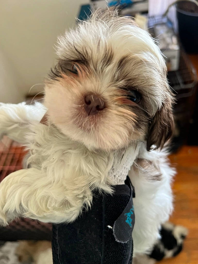 Mr.cody joined the competition — help win amazing prizes! biewer_terrier, canidae, carnivore, companion_dog, dog, dog_breed, dog_clothes, dog_collar, dog_supply, flooring, fur, liver, puppy_love, shih_poo, small_terrier, snout, sporting_group, terrier, toy_dog, working_animal