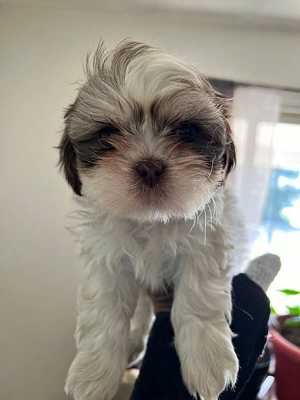 Mr.cody joined the competition — help win amazing prizes! canidae, carnivore, companion_dog, dog, dog_breed, dog_collar, flowerpot, fur, houseplant, liver, mal_shi, maltepoo, shih_tzu, small_terrier, snout, sporting_group, terrestrial_animal, terrier, toy_dog, working_animal