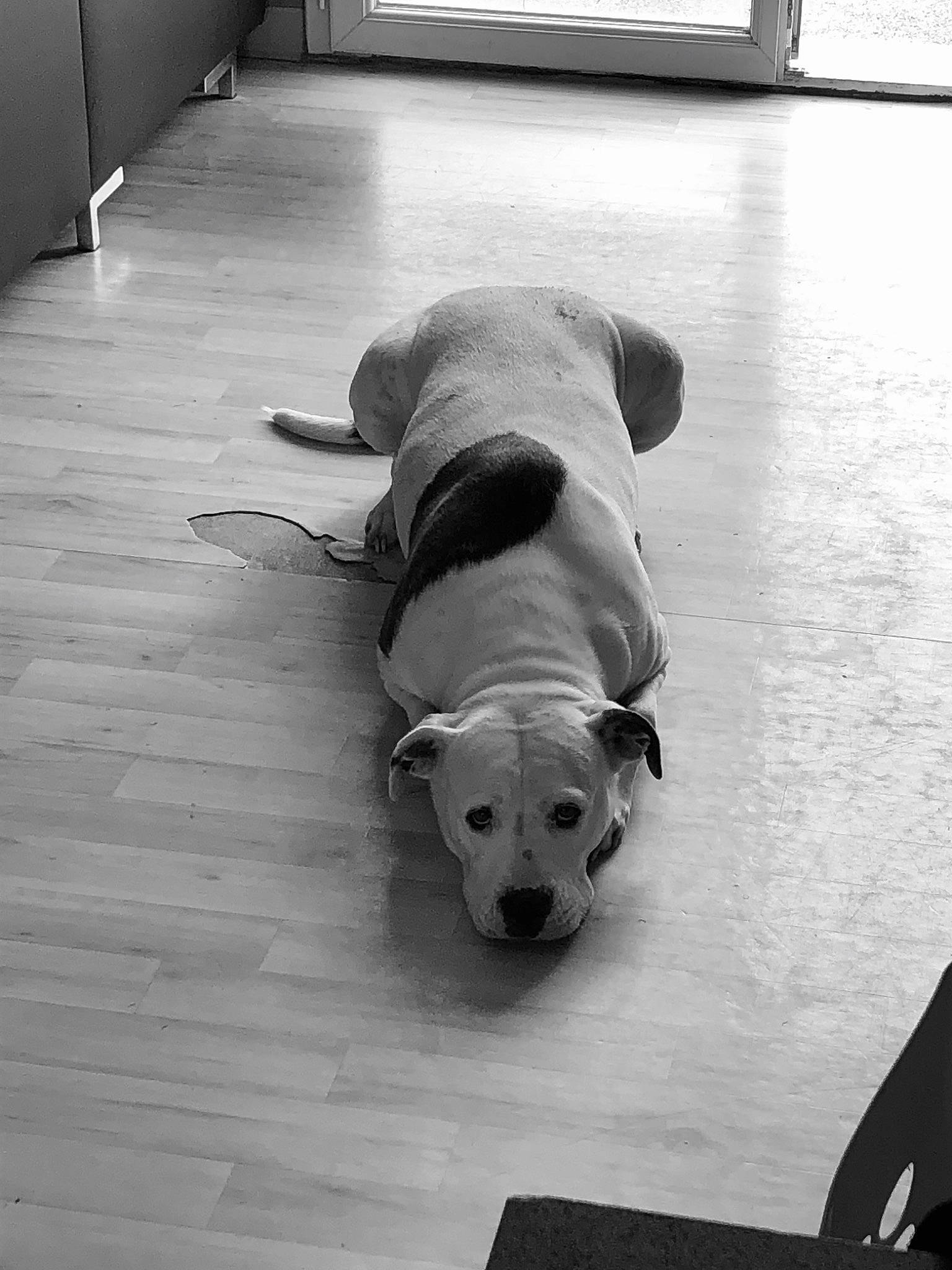 Lutèce participe au concours pour gagner de l'argent avec cette photo : black, black_and_white, carnivore, comfort, companion_dog, dog, dog_breed, dog_supply, fawn, floor, flooring, grey, hardwood, line, pet_supply, style, tints_and_shades, white, wood, working_animal