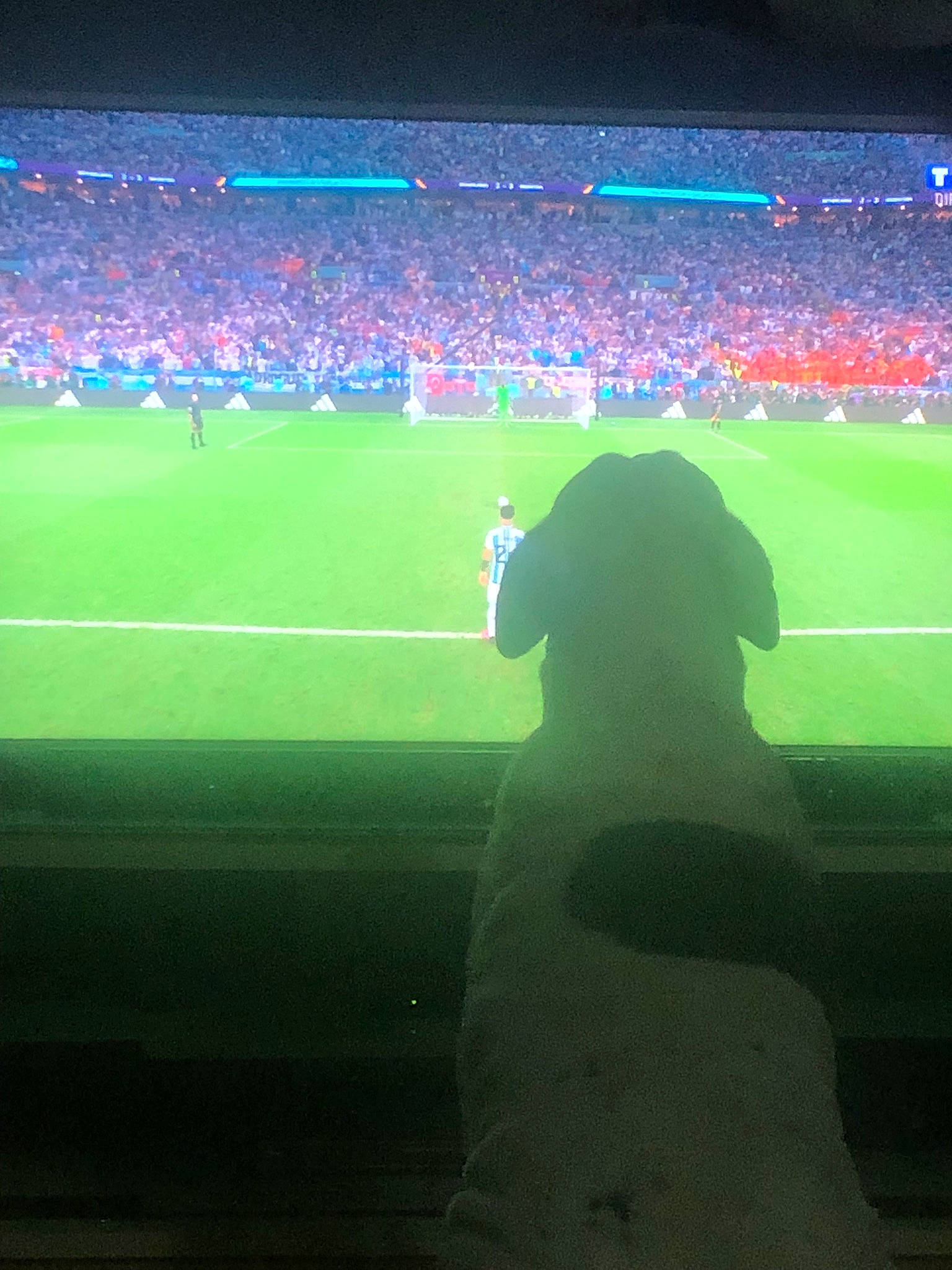 Lutèce participe au concours pour gagner de l'argent avec cette photo : arena, atmosphere, carnivore, competition_event, crowd, display_device, dog, electric_blue, fan, flat_panel_display, gadget, grass, led_backlit_lcd_display, player, sky, soccer, sport_venue, sports, stadium, tournament