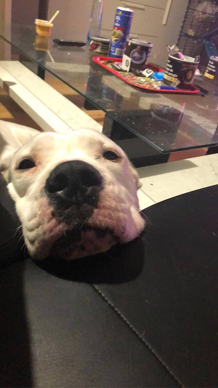 Lutèce a rejoint le concours — aidez-le/la à gagner de superbes lots ! bulldog, carnivore, comfort, companion_dog, dog, dog_breed, flooring, fur, metal, non_sporting_group, snout, table, whiskers, working_animal, wrinkle