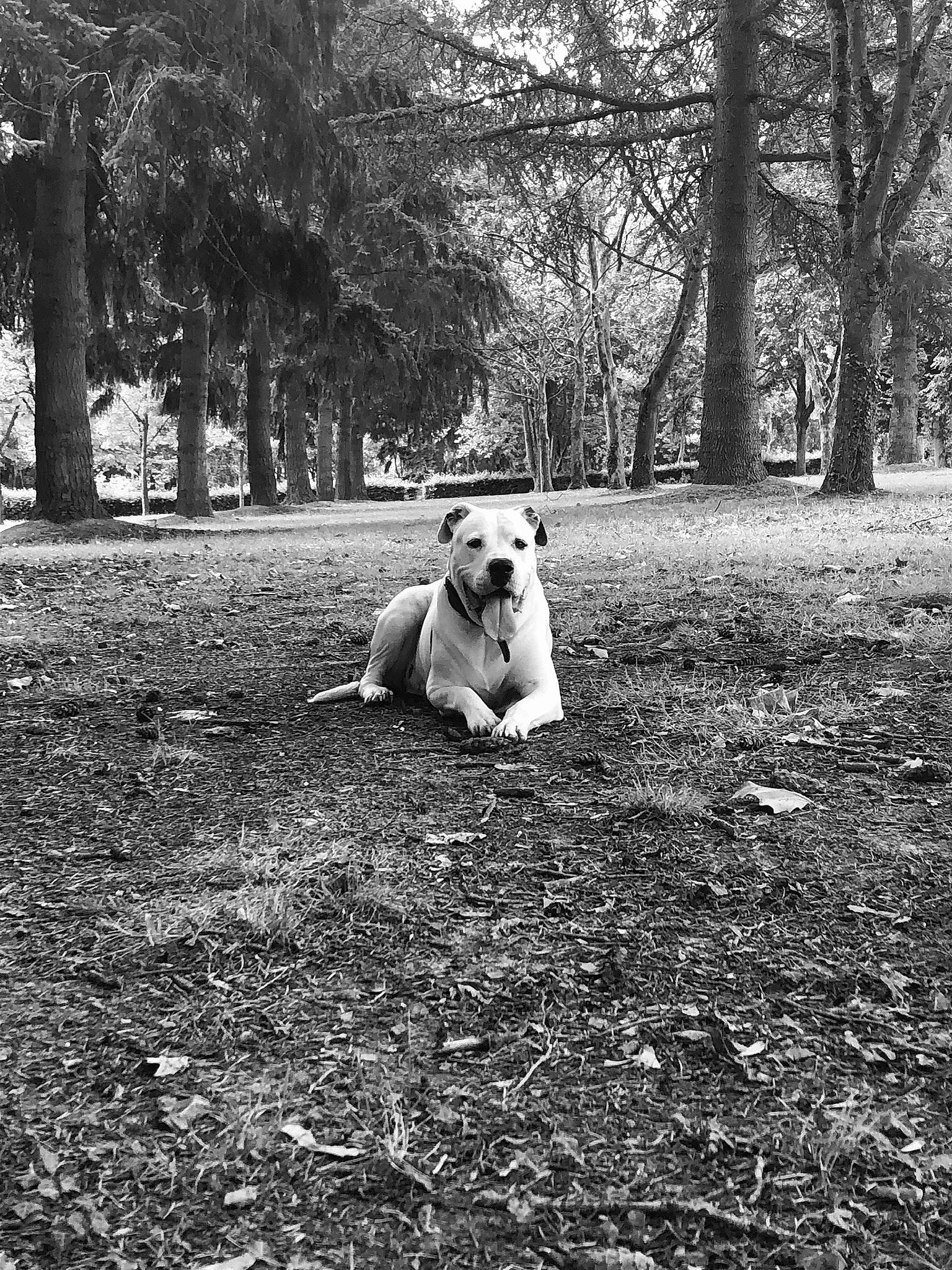 Lutèce participe au concours pour gagner de l'argent avec cette photo : black_and_white, carnivore, companion_dog, dog, dog_breed, flash_photography, forest, grass, landscape, monochrome, monochrome_photography, people_in_nature, plant, style, tints_and_shades, tree, trunk, wood, woodland, working_animal