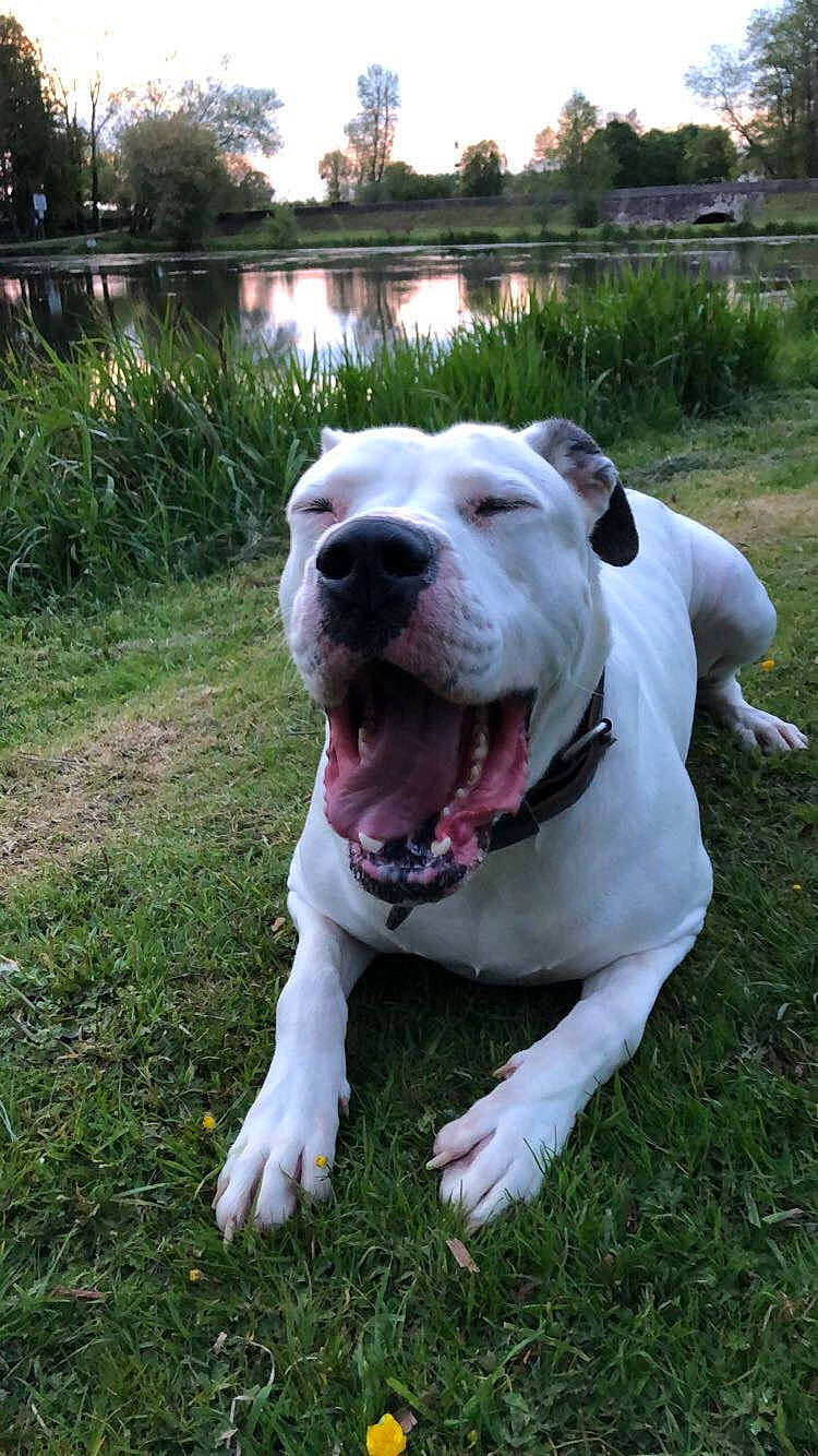 Lutèce a rejoint le concours — aidez-le/la à gagner de superbes lots ! canidae, carnivore, collar, companion_dog, dog, dog_breed, dog_collar, dogo_guatemalteco, fawn, grass, molosser, pet_supply, plant, sky, snout, sporting_group, tree, whiskers, working_animal, working_dog