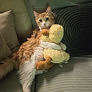 Miel participe au concours pour gagner de l'argent avec cette photo : animal, cat, comfort, couch, cozy, cute, duck, feline, fur, home, indoor, orange_cat, pet, pillow, plush_toy, relaxed, resting, soft, stuffed_animal, white_cat