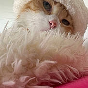 Miel participe au concours pour gagner de l'argent avec cette photo : cat, close_up, hat, knitwear, fluffy, blanket, pink, cozy, pet, fur, whiskers, indoor, cute, curious, face, animal, soft_texture, warm, resting, portrait