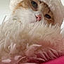 cat, close_up, hat, knitwear, fluffy, blanket, pink, cozy, pet, fur, whiskers, indoor, cute, curious, face, animal, soft_texture, warm, resting, portrait
