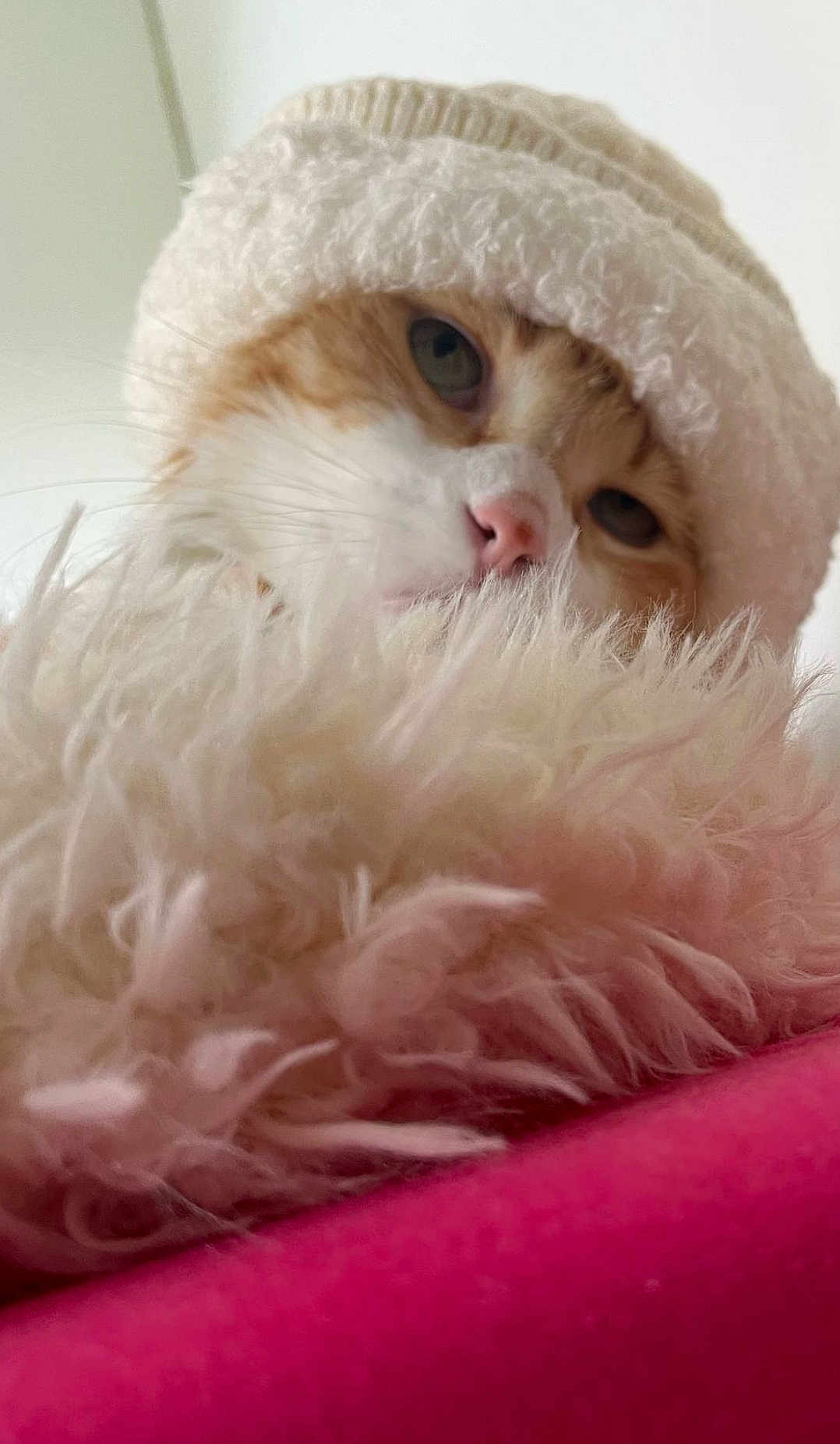 Miel participe au concours pour gagner de l'argent avec cette photo : cat, close_up, hat, knitwear, fluffy, blanket, pink, cozy, pet, fur, whiskers, indoor, cute, curious, face, animal, soft_texture, warm, resting, portrait