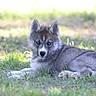 puppy, dog, siberian_husky, grass, outdoor, animal, blue_eyes, fur, pet, canine, young_dog, lying_down, nature, cute, ears, alert, daylight, background_blur, mammal, portrait