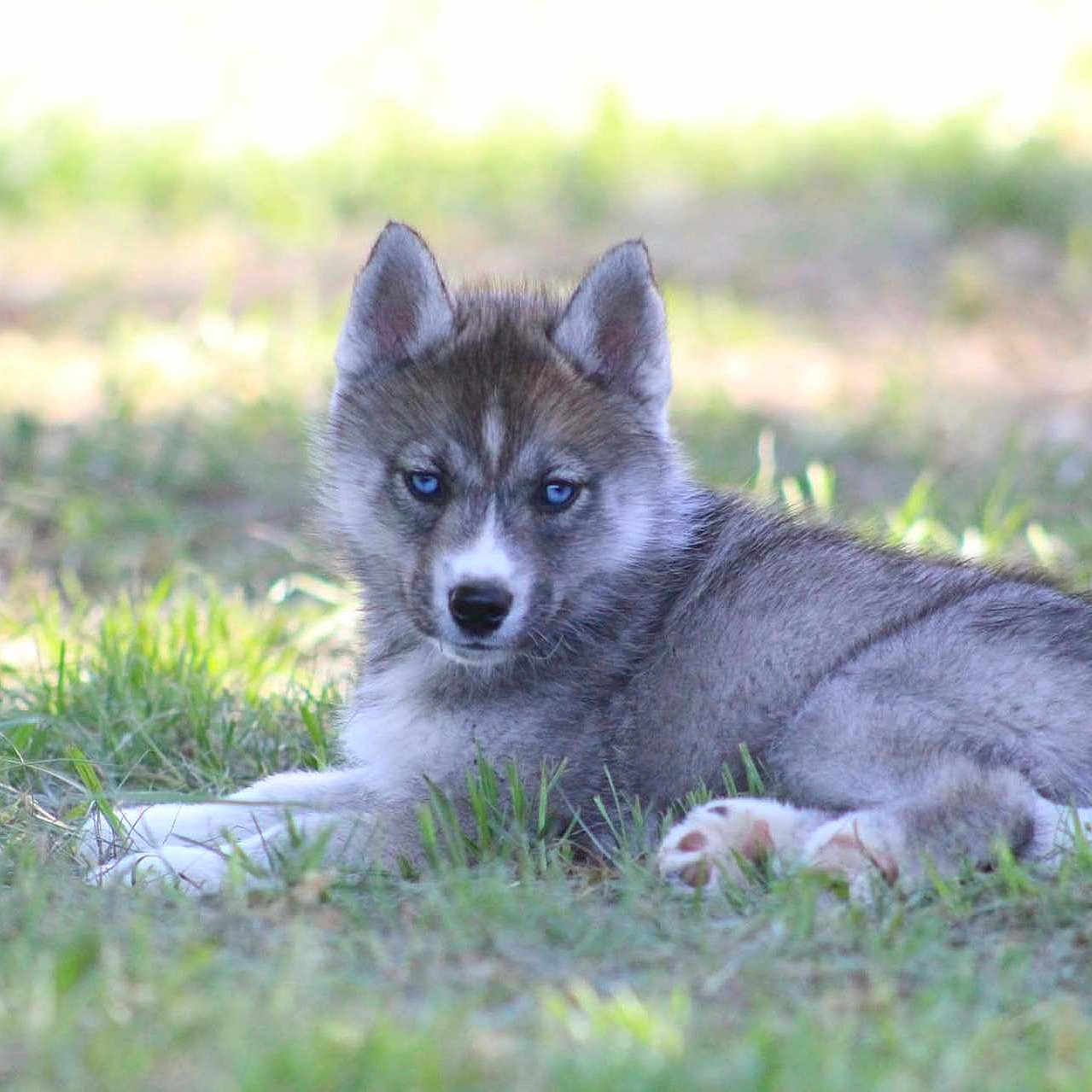 Briska participe au concours pour gagner de l'argent avec cette photo : puppy, dog, siberian_husky, grass, outdoor, animal, blue_eyes, fur, pet, canine, young_dog, lying_down, nature, cute, ears, alert, daylight, background_blur, mammal, portrait