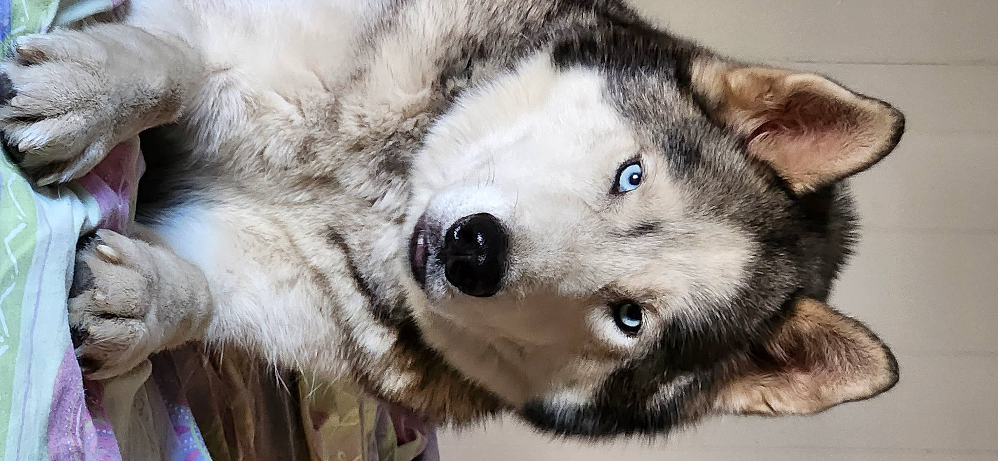 Sequoyah is registered to the contest to win money with this photo: canidae, canis, canis_lupus_tundrarum, carnivore, close_up, dog, dog_breed, eye, eyelash, fur, siberian_husky, sled_dog, snout, sporting_group, terrestrial_animal, whiskers, wildlife, wolf, working_animal, working_dog