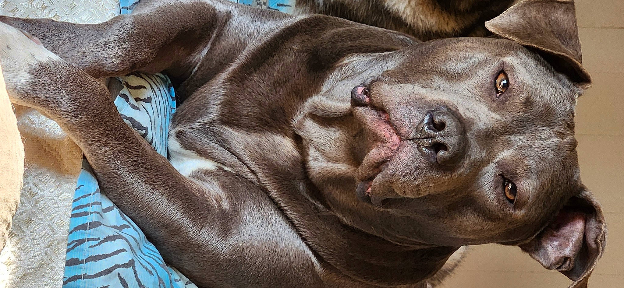 Atlas joined the competition — help win amazing prizes! canidae, carnivore, comfort, companion_dog, dog, dog_breed, ear, fawn, fur, liver, non_sporting_group, snout, sporting_group, terrestrial_animal, whiskers, wildlife, working_animal, wrinkle