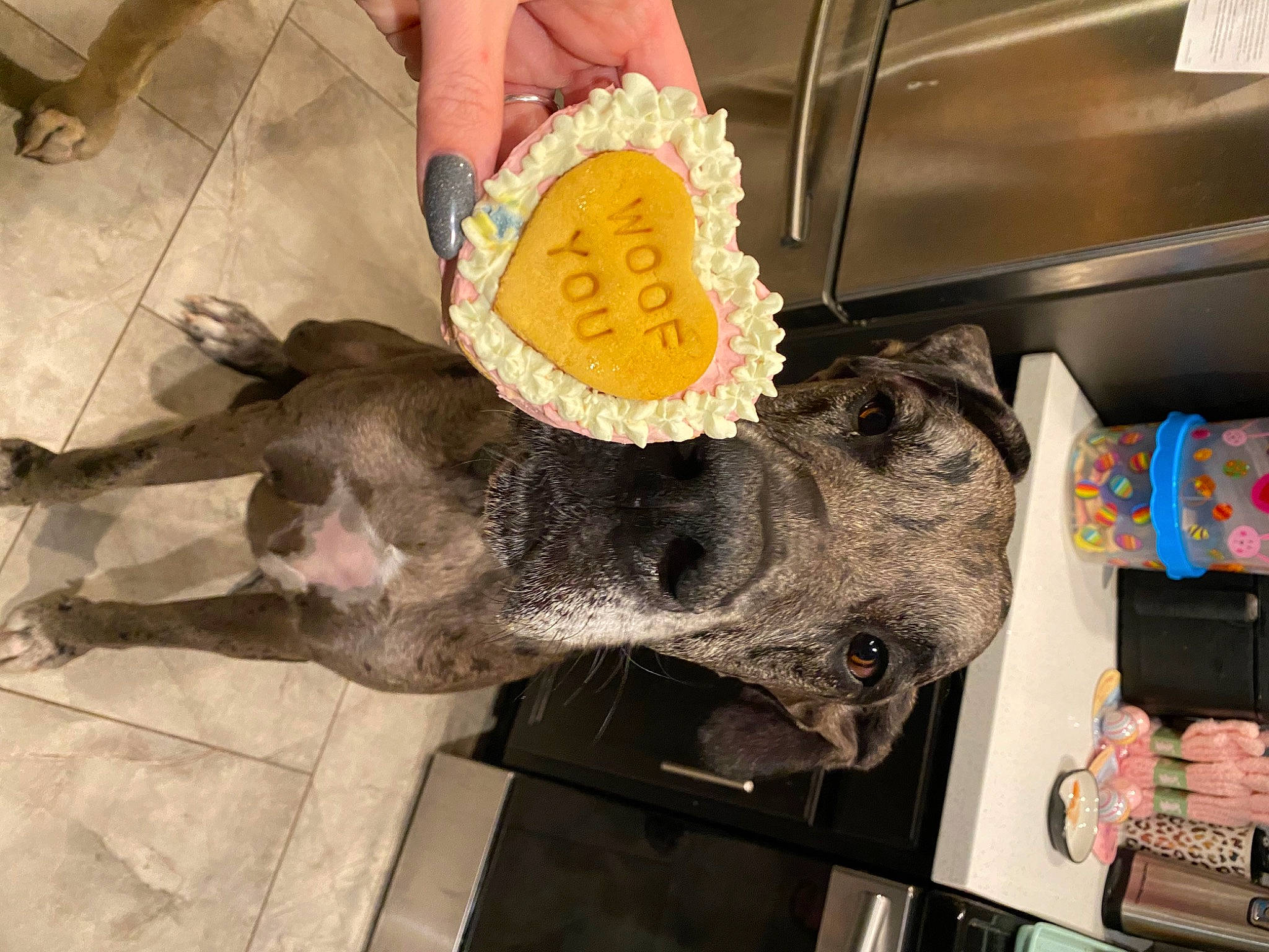 Hank is registered to the contest to win money with this photo: canidae, fawn, french_bulldog, non_sporting_group, sporting_group