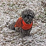 dog, small_dog, sweater, orange_sweater, striped_sweater, snow, winter, outdoor, grass, leaves, sitting, pet, fur, cute, portrait, face, paws, ground, brown_grass, cold_weather