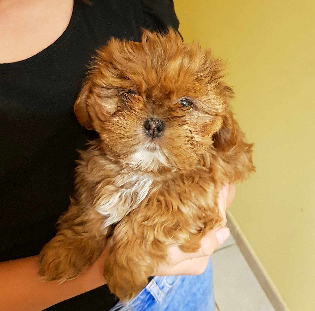 Ohana participe au concours pour gagner de l'argent avec cette photo : bolonka, carnivoran, cavachon, cavapoo, chinese_imperial_dog, cockapoo, dog, dog_breed, dog_breed_group, dog_like_mammal, havanese, lhasa_apso, morkie, poodle_crossbreed, puppy, schnoodle, shih_tzu, snout, toy_poodle, vertebrate