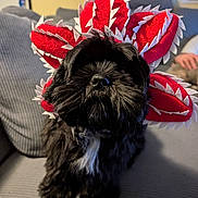 Arya participe au concours pour gagner de l'argent avec cette photo : dog, pet, costume, red_flower, black_fur, white_chest_patch, nose, sofa, couch, indoor, portrait, closeup, plush, felt, seated, paw, living_room, cute, adorable, owner_hand