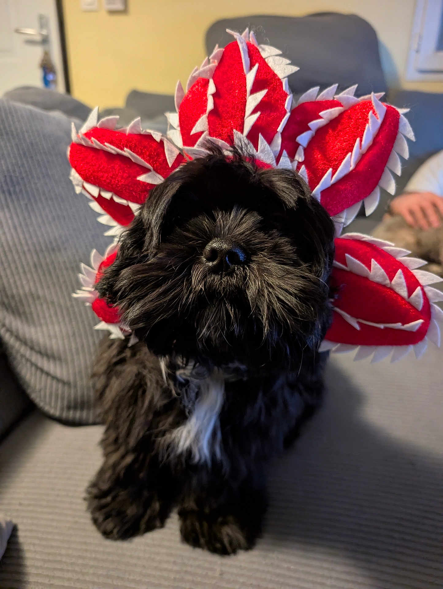 Arya participe au concours pour gagner de l'argent avec cette photo : dog, pet, costume, red_flower, black_fur, white_chest_patch, nose, sofa, couch, indoor, portrait, closeup, plush, felt, seated, paw, living_room, cute, adorable, owner_hand
