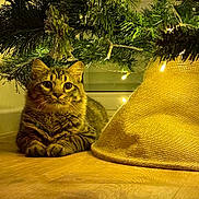 Horus participe au concours pour gagner de l'argent avec cette photo : animal, cat, christmas_tree, cozy, cute, decorations, festive, floor, fur, holiday, home, indoor, ornaments, pet, pine_needles, relaxed, string_lights, tabby, warm_lighting, wooden_floor