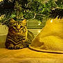 animal, cat, christmas_tree, cozy, cute, decorations, festive, floor, fur, holiday, home, indoor, ornaments, pet, pine_needles, relaxed, string_lights, tabby, warm_lighting, wooden_floor