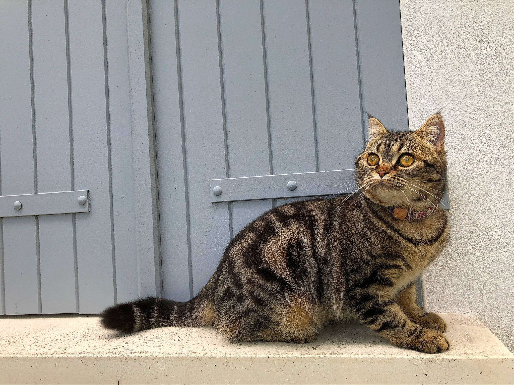 Pita a rejoint le concours — aidez-le/la à gagner de superbes lots ! carnivore, cat, domestic_short_haired_cat, door, eye, felidae, fur, head, paw, rectangle, siding, sitting, small_to_medium_sized_cats, snout, tail, terrestrial_animal, whiskers, wood