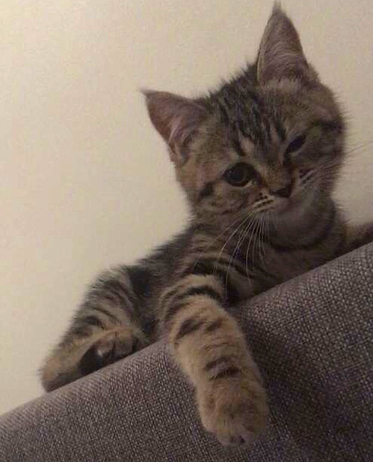 Pita a rejoint le concours — aidez-le/la à gagner de superbes lots ! carnivore, cat, claw, comfort, domestic_short_haired_cat, eye, felidae, fur, grey, paw, sitting, small_to_medium_sized_cats, snout, tail, terrestrial_animal, whiskers