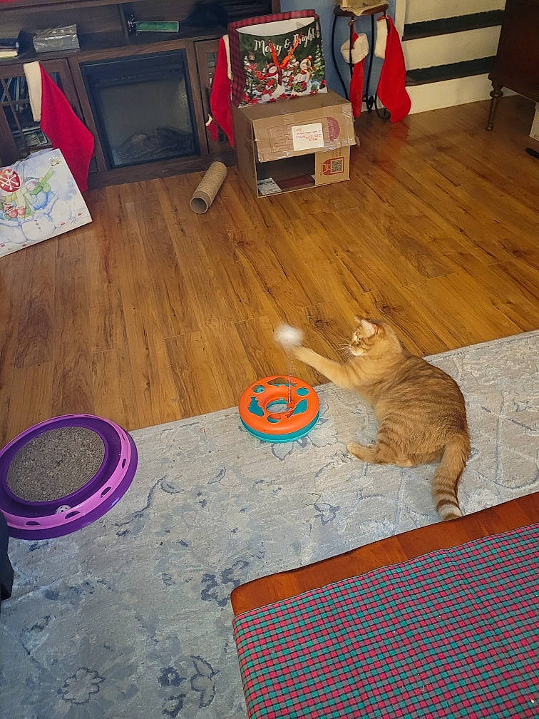 Bean is registered to the contest to win money with this photo: carnivore, carpet, cat, domestic_short_haired_cat, fawn, felidae, floor, flooring, fur, hardwood, laminate_flooring, mat, play, room, small_to_medium_sized_cats, tail, whiskers, wood, wood_flooring, wood_stain