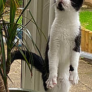 Sonia Lowe is registered to the contest to win money with this photo: cat, black_and_white, plant_pot, indoor, glass_door, green_plant, curious, standing, hind_legs, whiskers, tail, garden, window, soil, leaves, pet, animal, feline, looking_up, nature