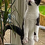 cat, black_and_white, plant_pot, indoor, glass_door, green_plant, curious, standing, hind_legs, whiskers, tail, garden, window, soil, leaves, pet, animal, feline, looking_up, nature