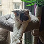 cat, cat_tree, stretching, window, indoor, plant, feline, paw, fur, relaxed, cozy, urban, building, daylight, pet, animal, home, resting, whiskers, soft