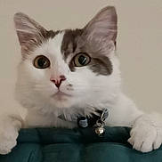 Neko a rejoint le concours — aidez-le/la à gagner de superbes lots ! cat, white_cat, gray_markings, pet, collar, bell, paws, curious, indoor, close_up, feline, cute, animal, whiskers, ears, face, looking, soft_fur, domestic_cat, playful