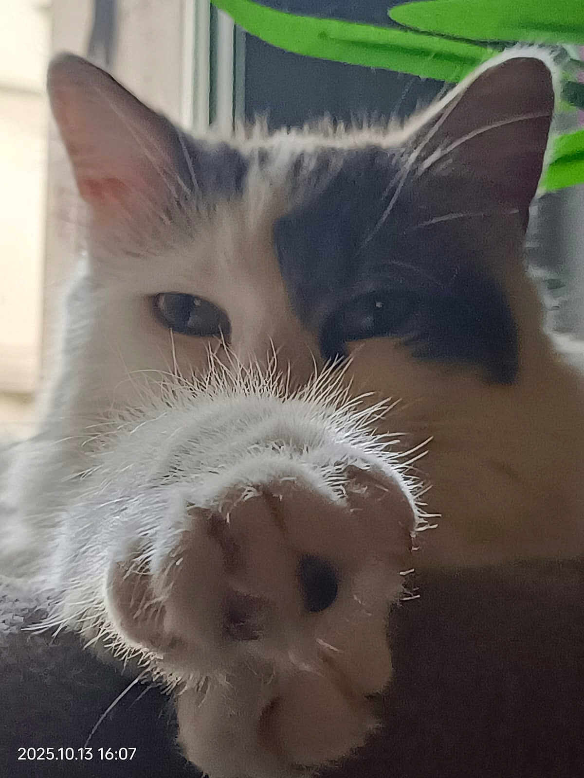 Neko a rejoint le concours — aidez-le/la à gagner de superbes lots ! cat, paw, close_up, feline, pet, whiskers, fur, indoor, animal, cute, relaxed, soft_focus, white, gray, window, cozy, sleepy, claw, mammal, portrait