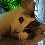cat, close_up, pet, animal, fur, whiskers, ears, eyes, indoor, cozy, texture, plant, green_leaves, curious, relaxed, cute, mammal, portrait, feline, resting