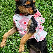 Annie is registered to the contest to win money with this photo: dog, small_dog, puppy, grass, outdoor, pet, animal, cute, playful, pink_flower_dress, fur, ears, standing, nature, collar, mammal, young, adorable, portrait, garden