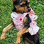 dog, small_dog, puppy, grass, outdoor, pet, animal, cute, playful, pink_flower_dress, fur, ears, standing, nature, collar, mammal, young, adorable, portrait, garden
